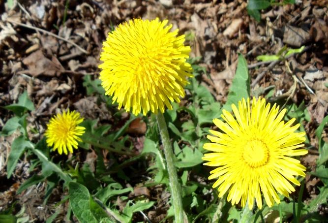 Broadleaf Weed Management