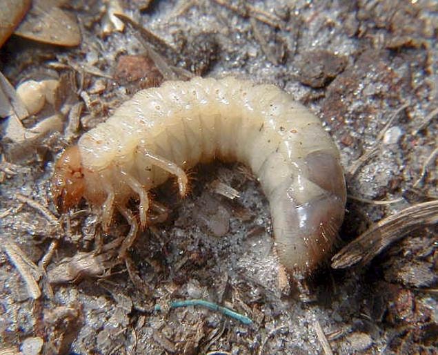 Grub / Insect (BTG) Control